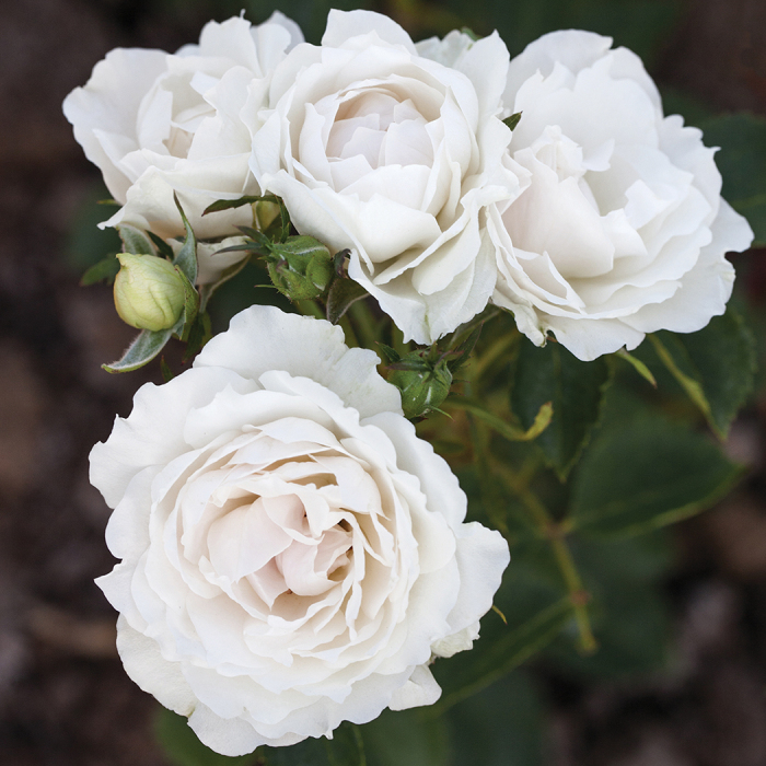 Icecap Shrub Rose