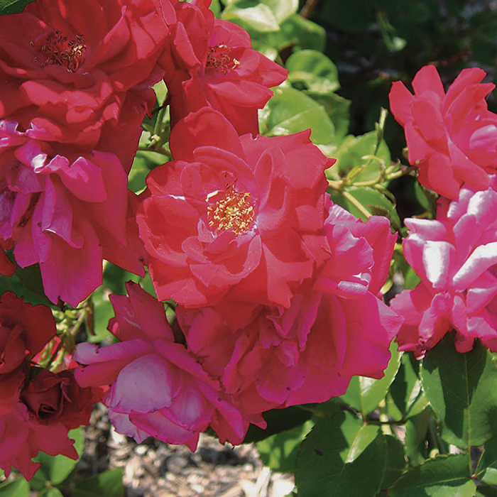 Winnipeg Parks Rose