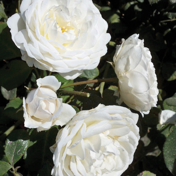 15 New Rose Varieties For Spring 2021 Jung Seed S Gardening Blog