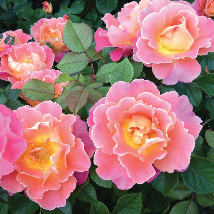 Save Fruity Petals Climber Rose