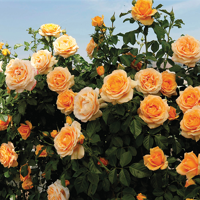 Golden Opportunity Climbing Rose