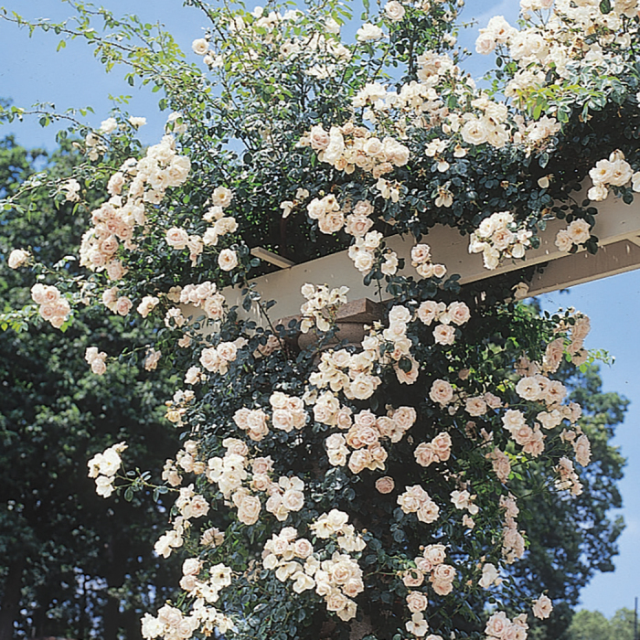 New Dawn Climbing Rose