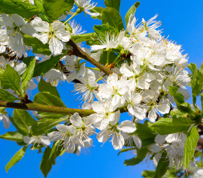 Tree Pruning Techniques & Best Practices | Jung Seed’s Gardening Blog