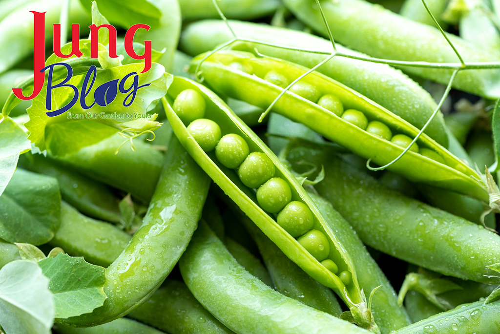 Open green pea pods closeup, background.