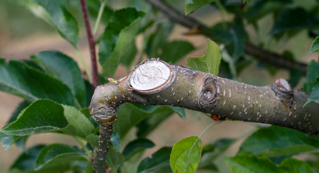 Pruned branch of an apple tree in june