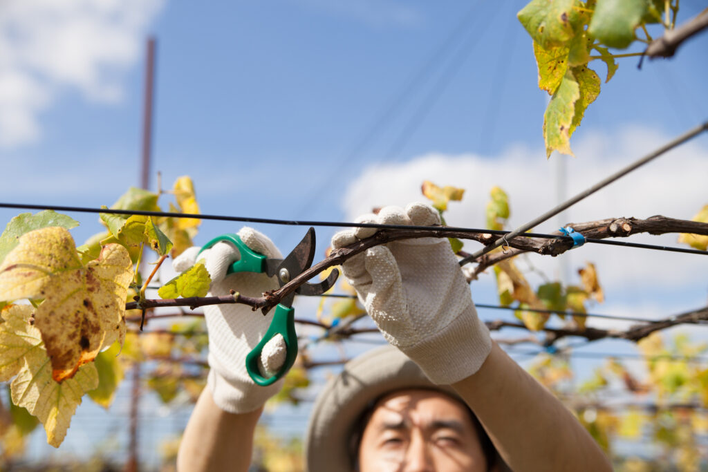 pruning grape vine