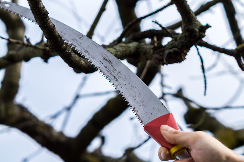 Tree care in spring