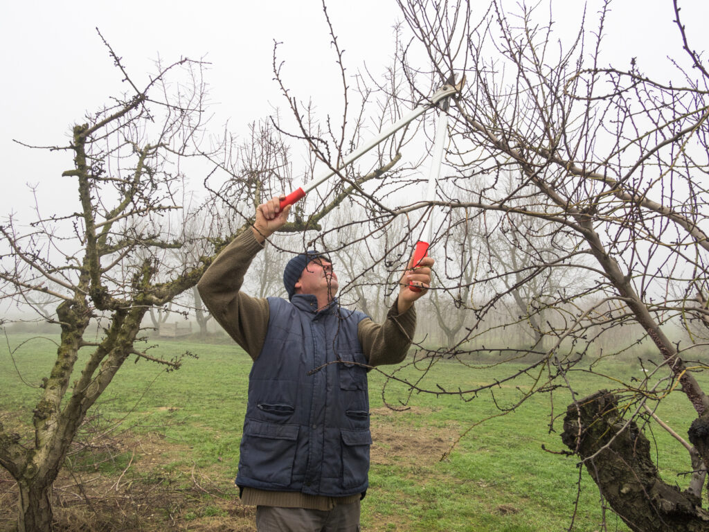 Pruning a young apple tree with garden secateurs in the autumn garden