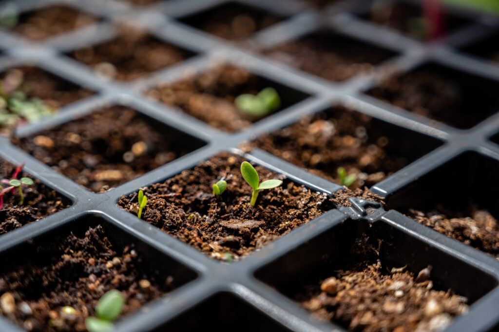 Subjective focus on single flower sprout in a black plastic grid of a peat moss seed starting tray