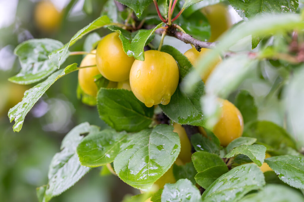 Raw yellow plum mirabelle fruit growing on tree. Prunus domestica, Czech Republic