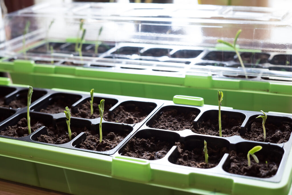 Homegrown young, delicate snow peas vegetable plants growing in a seedling container with healthy, organic fresh soil inside in the kitchen with natural light springtime - Concept of rural self-sufficient lifestyle in the countryside