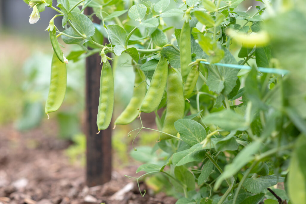 Close up of snow peas growing in garden (selective focus)