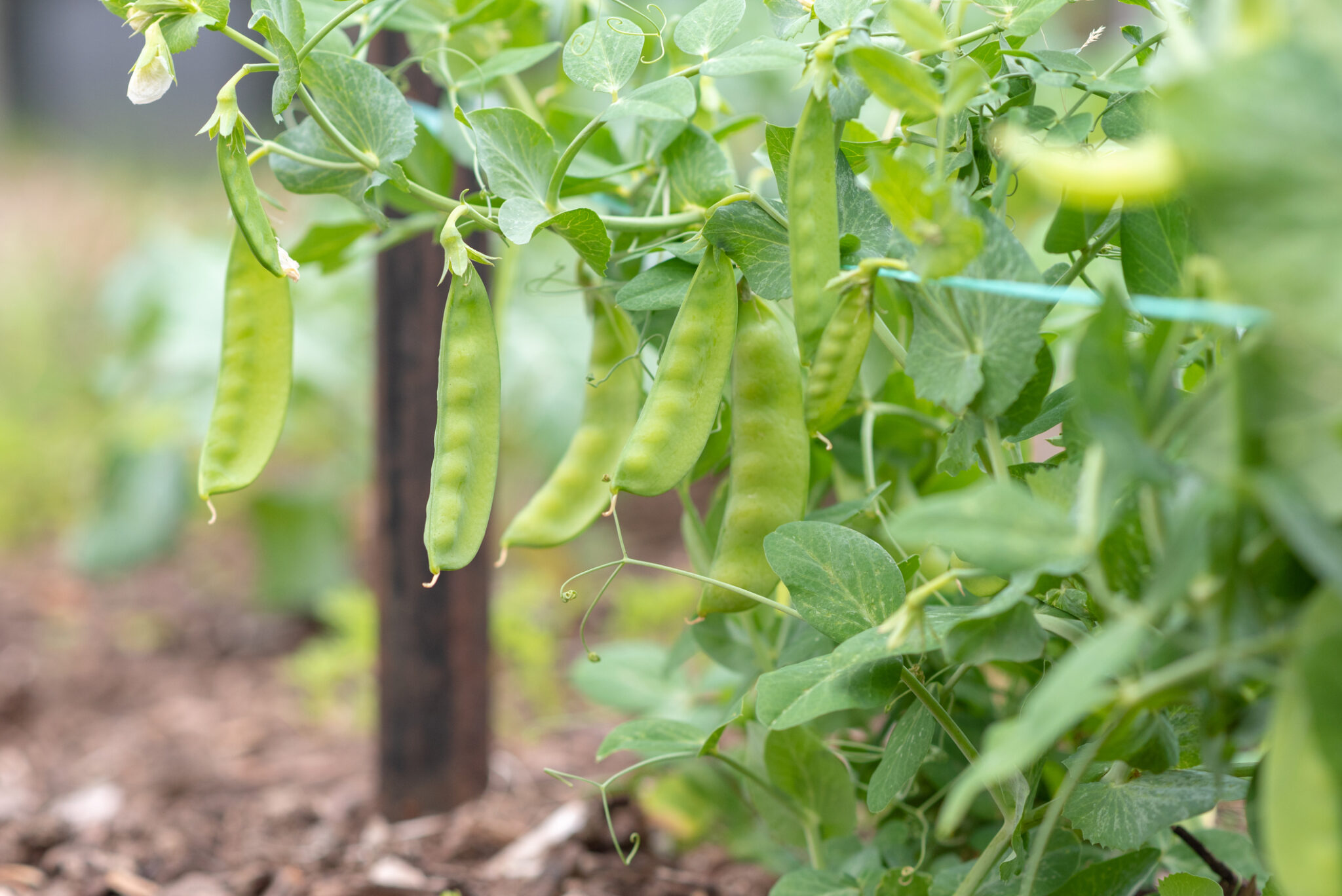 Growing Perfect Peas Jung Seed’s Gardening Blog