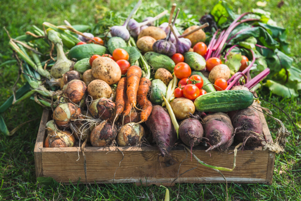 Garden produce and harvested vegetable. Fresh farm vegetables in wooden box