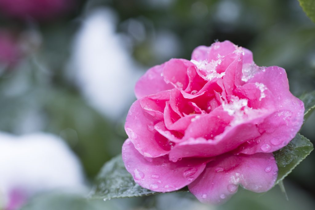 Pink Camellia in snow