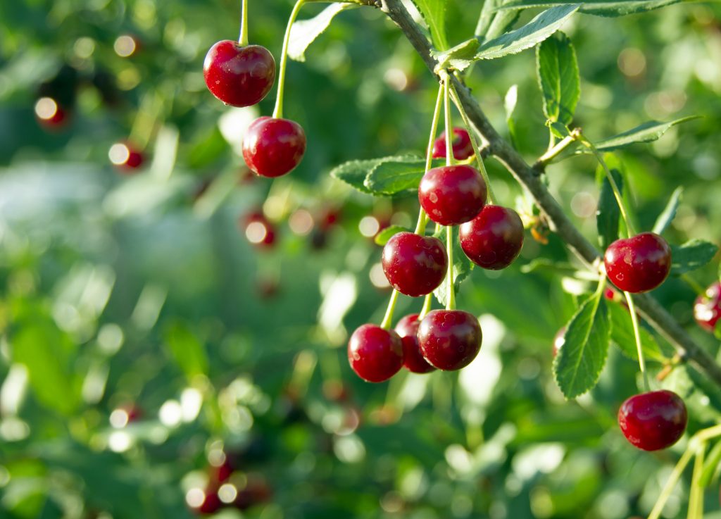 Cherry branch. Red ripe berries on the cherry tree. Crop time. Harvesting season