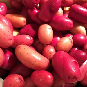 Red Clancy Potatoes