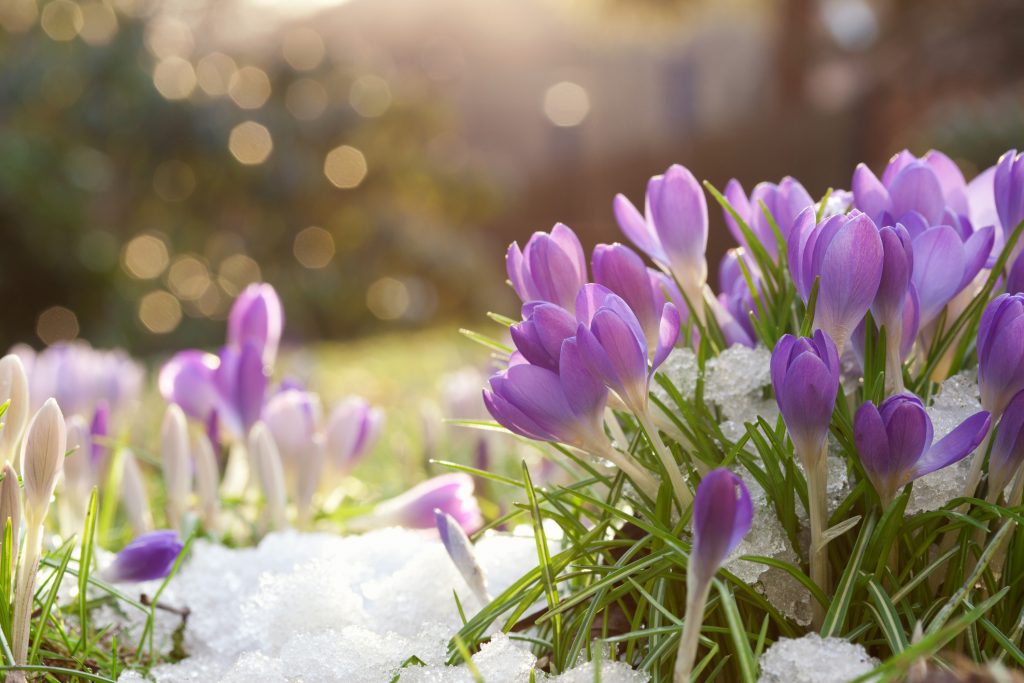 Crocus in spring snow