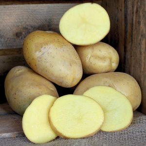 Elfe Potatoes stacked on top of each other