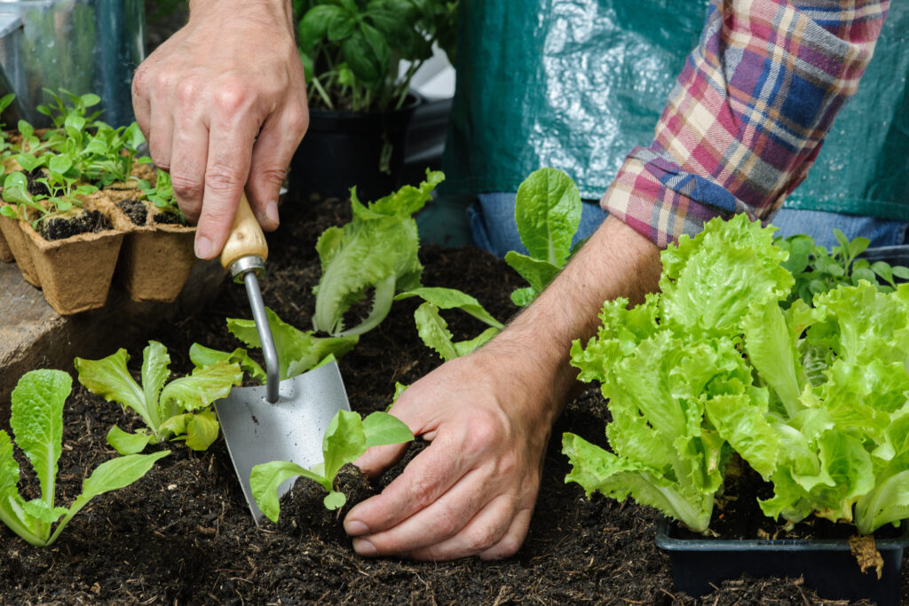 Farmer planting young seedlings of lettuce salad in the vegetable garden