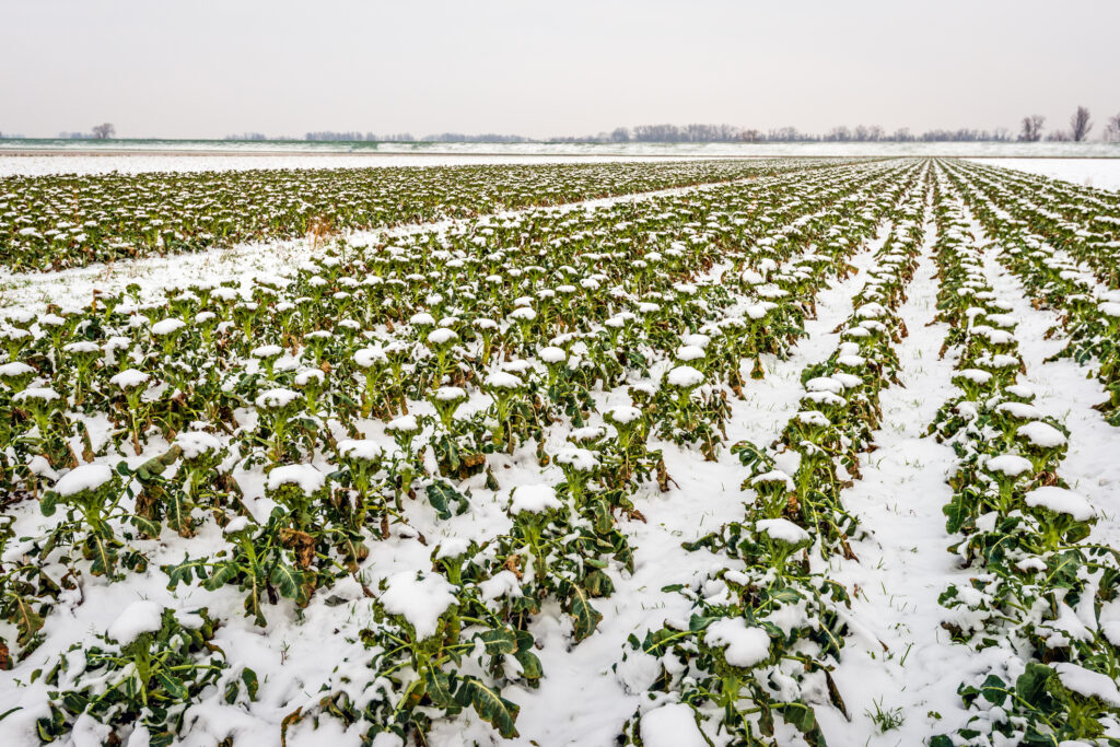 Field with organic cultivated Broccoli plants covered with snow