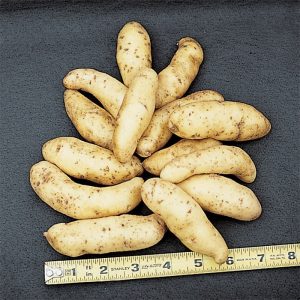 Fingerling potatoes next to a ruler to measure size