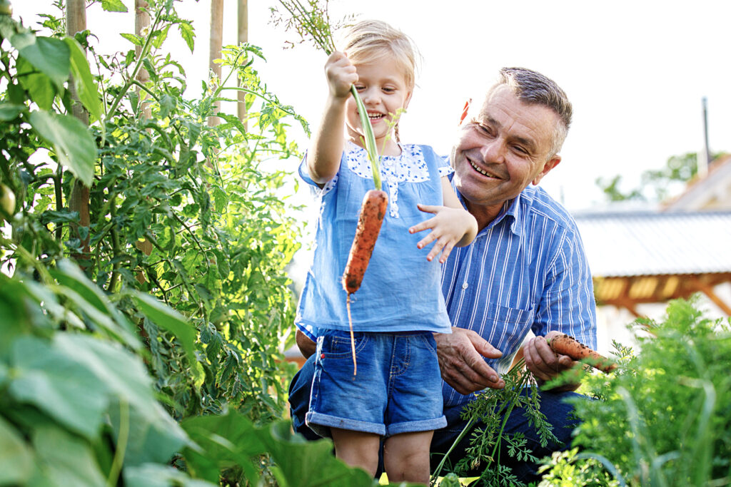 Granddaughter is picking up carrot with her grandfather in the garden.