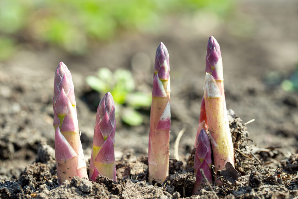 Young organic asparagus grows in a vegetable garden. useful and expensive farm product.