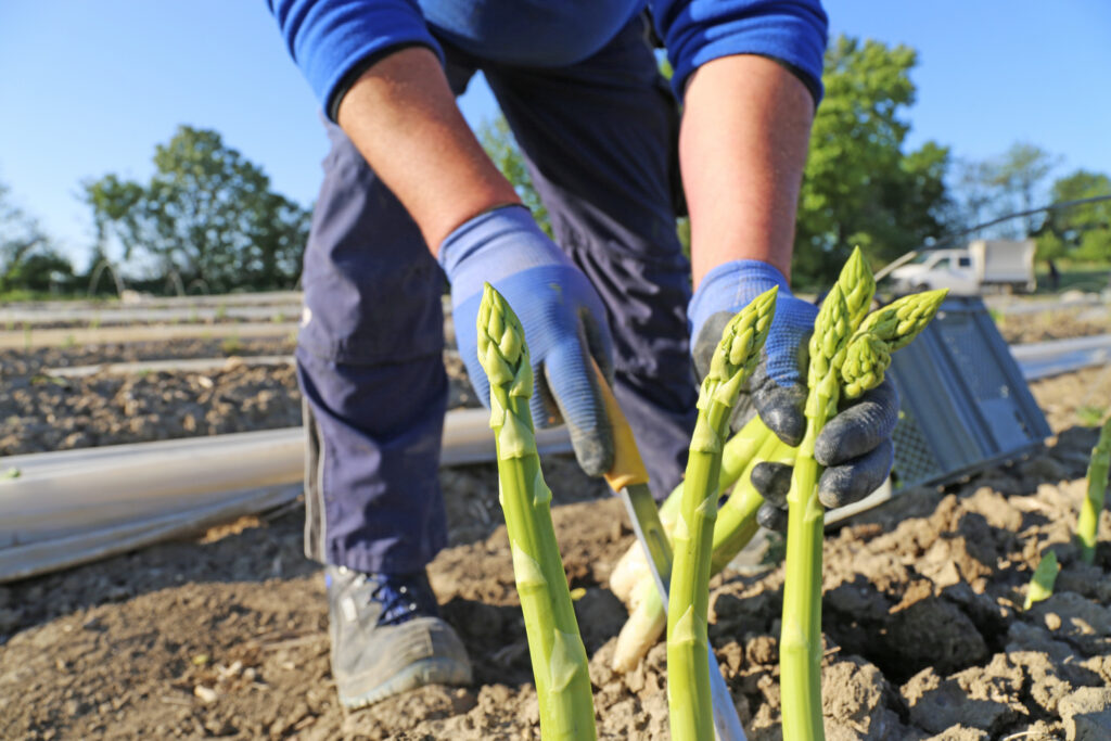 Agricultural asparagus harvest: Workers harvesting green asparagus