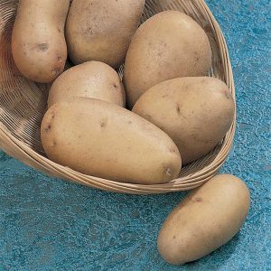 A basket filled with Kennebec Potatoes