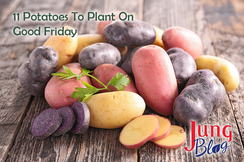 Multicolored potatoes on a wood surface