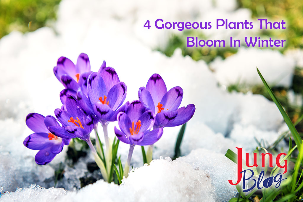purple crocuses sprout from the snow