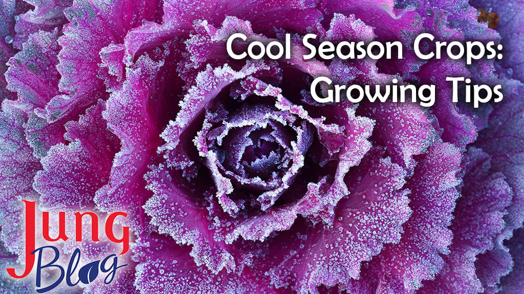 Ornamental decorative cabbage covered with a morning frost