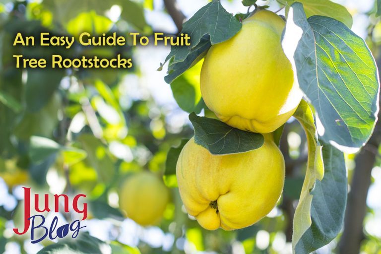 An Easy Guide To Fruit Tree Rootstocks Jung Seed’s Gardening Blog