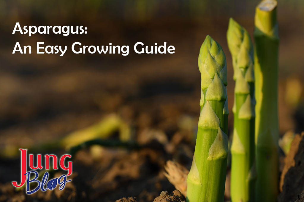 Close-up of a green young asparagus that has broken through the earth in the field