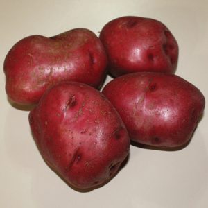 Four red Norland Potatoes