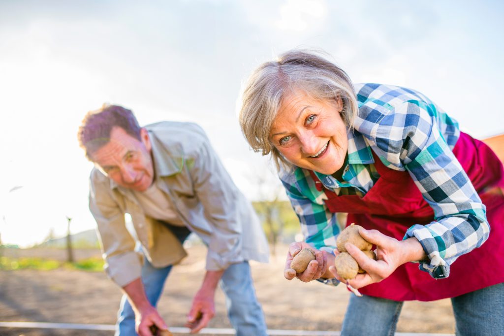 Senior couple planting potatoes into the soil, sunny spring nature