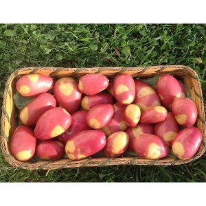 Red and yellow Pinto Potatoes in a basket