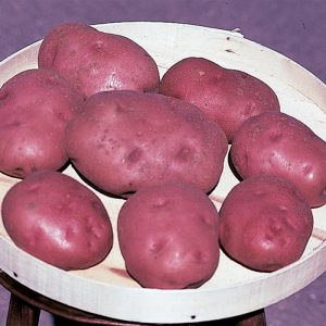 Pontiac potatoes in a basket