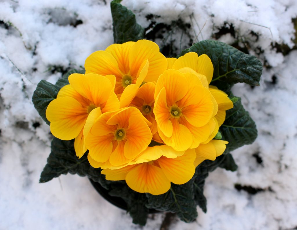 Yellow primose growing in snow