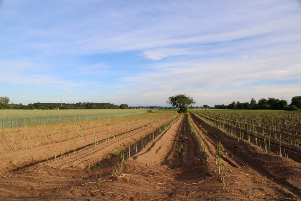 Field rows of Asparagus