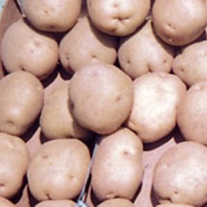 A bunch of Superior Potatoes