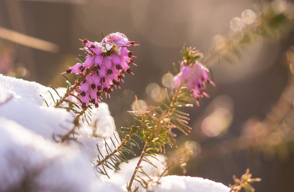 Pink winter heath growing in snow