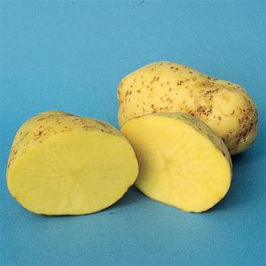 Two golden Yukon potatoes