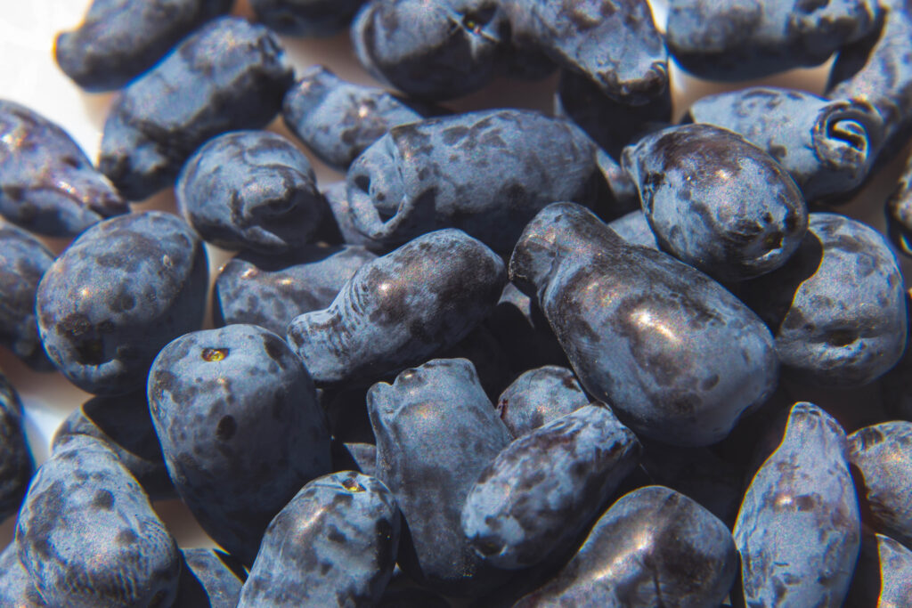 freshly ripened blue honeysuckle honeyberries