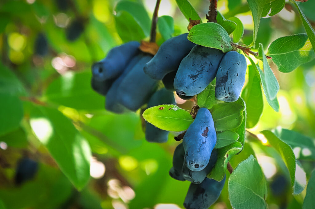 Closeup of a honeyberry tree full of ripe blue berries