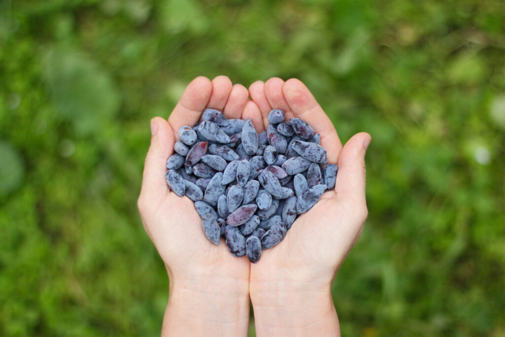 human hands holding a handful of honeyberries in the shape of a heart, on the blurred green background, Russia