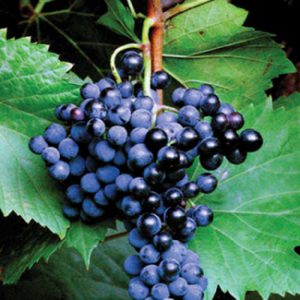 Frontenac Grapes