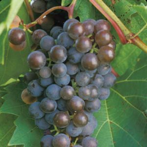 Frontenac Gris Grapes