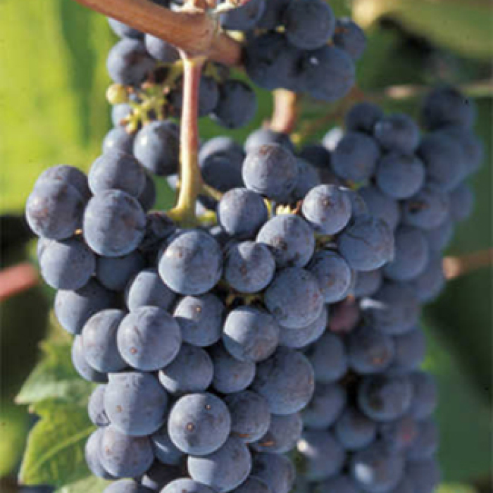 4 Popular Wine Grapes For Hobby Vineyards Jung Seed’s Gardening Blog